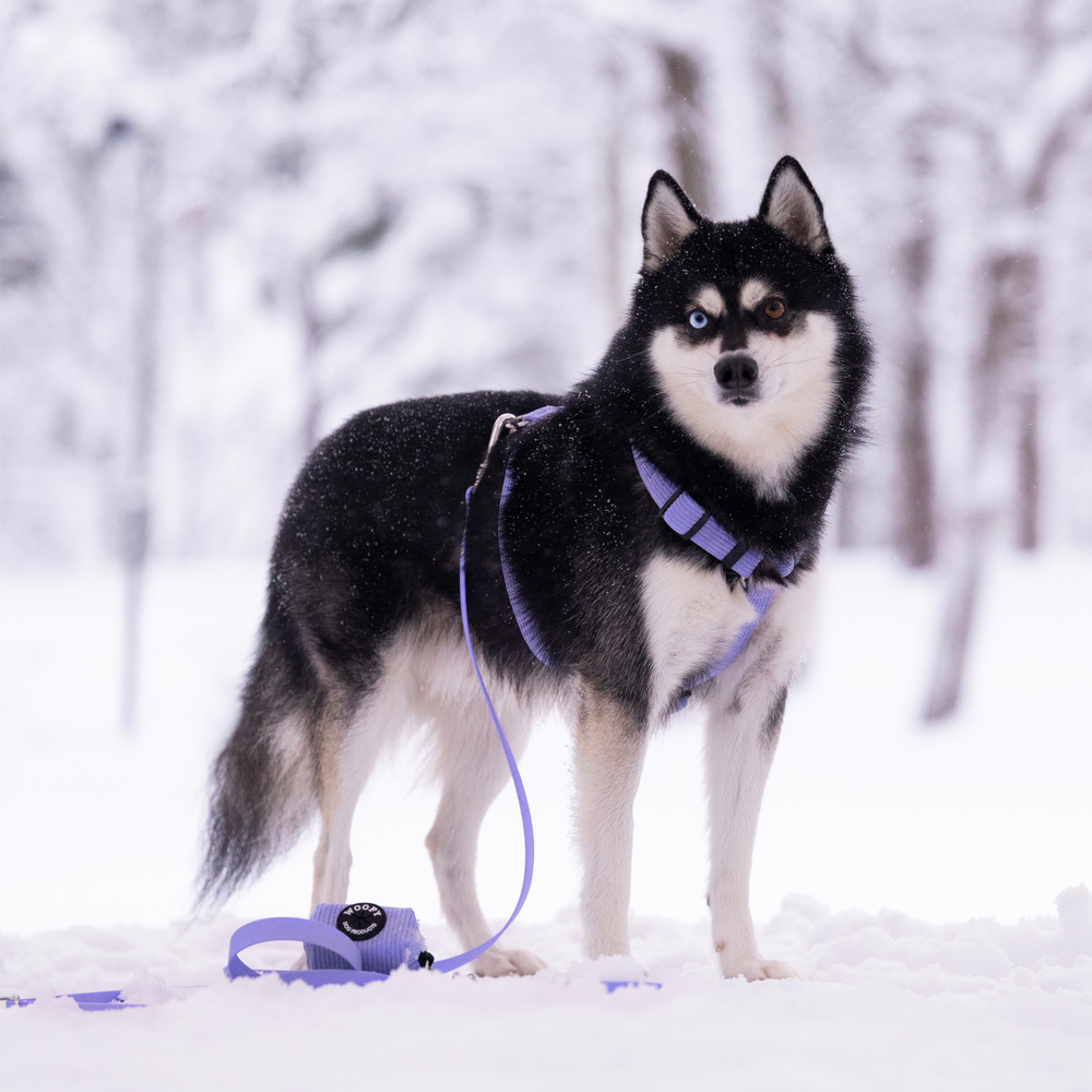 Soft dog harness 2.0 - Violet