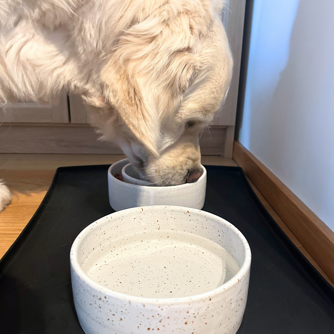 Ceramic dog bowl