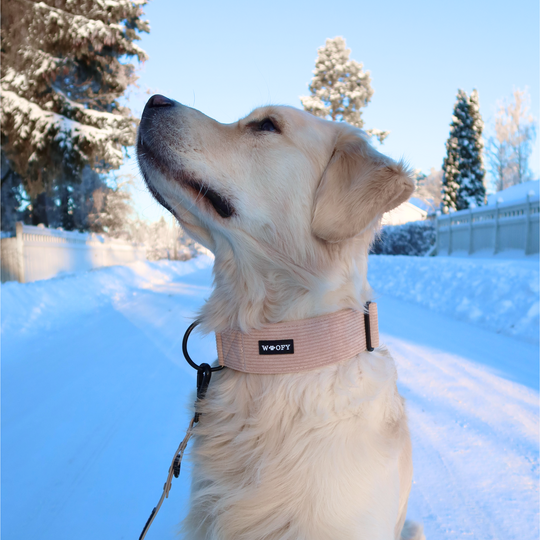 Soft dog collar - beach