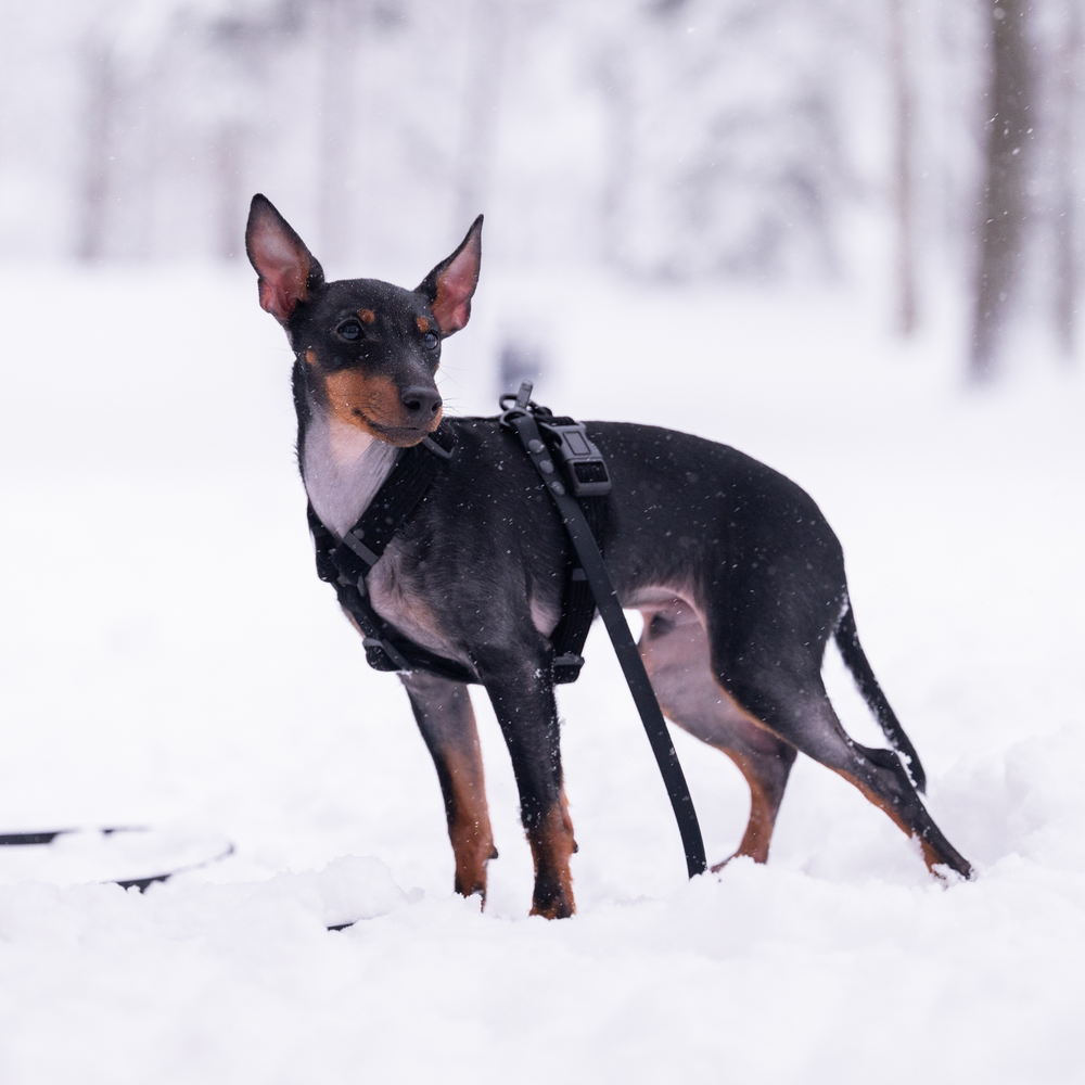 Soft dog harness 2.0 - Onyx