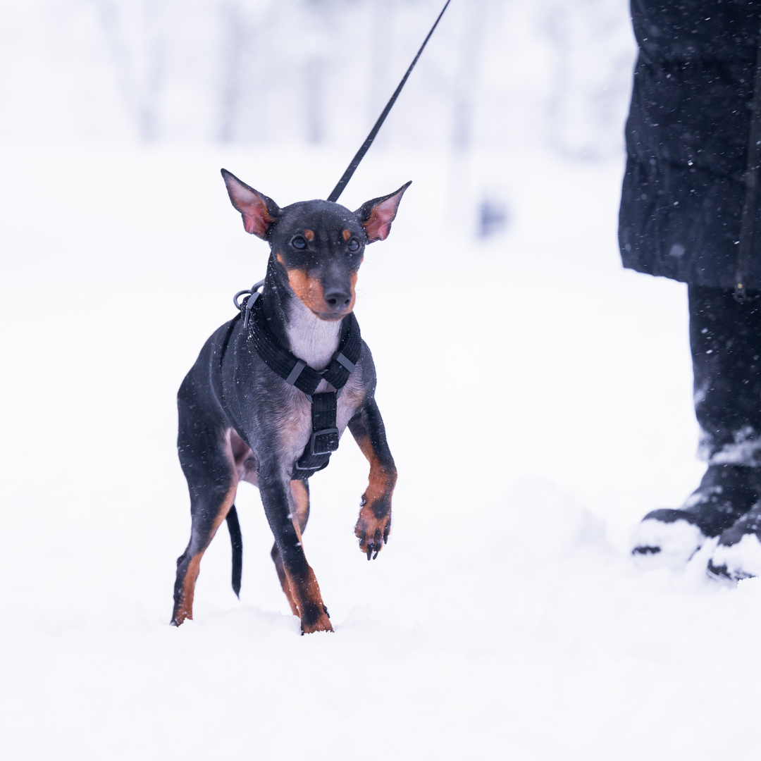 Soft dog harness 2.0 - Onyx