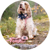 Vaaleanruskea cockerspanieli päällään Woofyn valjaat sävyssä Blossom eli vaaleanpunainen. Maassa soft hihna ja poop bag holder sävyssä Blossom eli vaaleanpunainen.