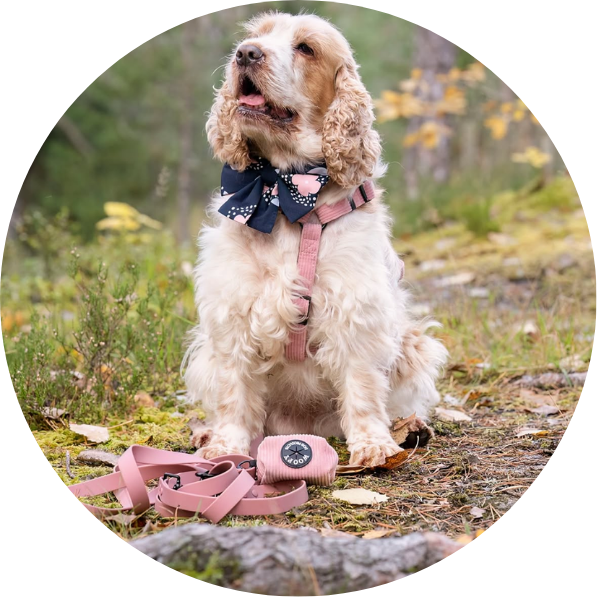 Vaaleanruskea cockerspanieli päällään Woofyn valjaat sävyssä Blossom eli vaaleanpunainen. Maassa soft hihna ja poop bag holder sävyssä Blossom eli vaaleanpunainen.