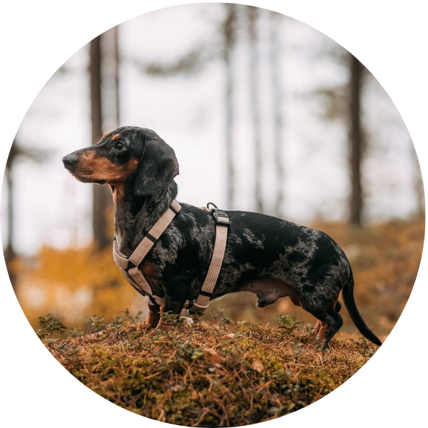 Mäyräkoira metsässä päällään soft valjaat sävyssä beach eli beige. 