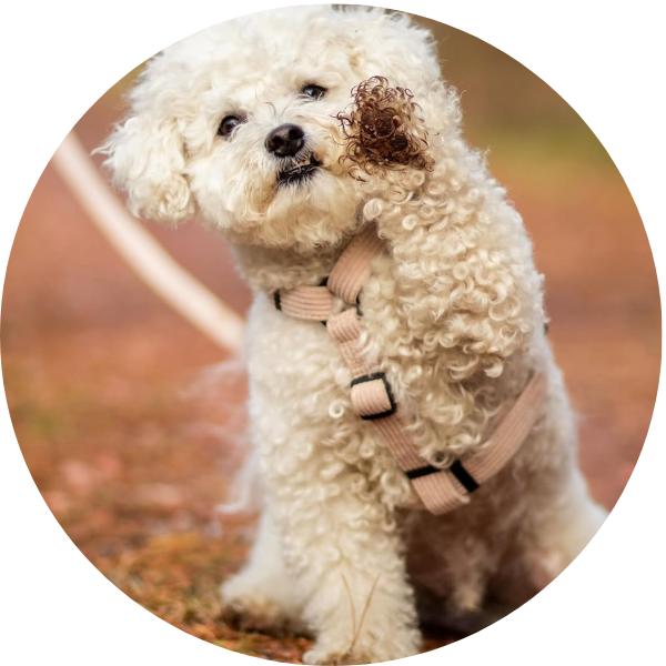 Pieni koira päällään Soft valjaat sävyssä Beach eli beige.