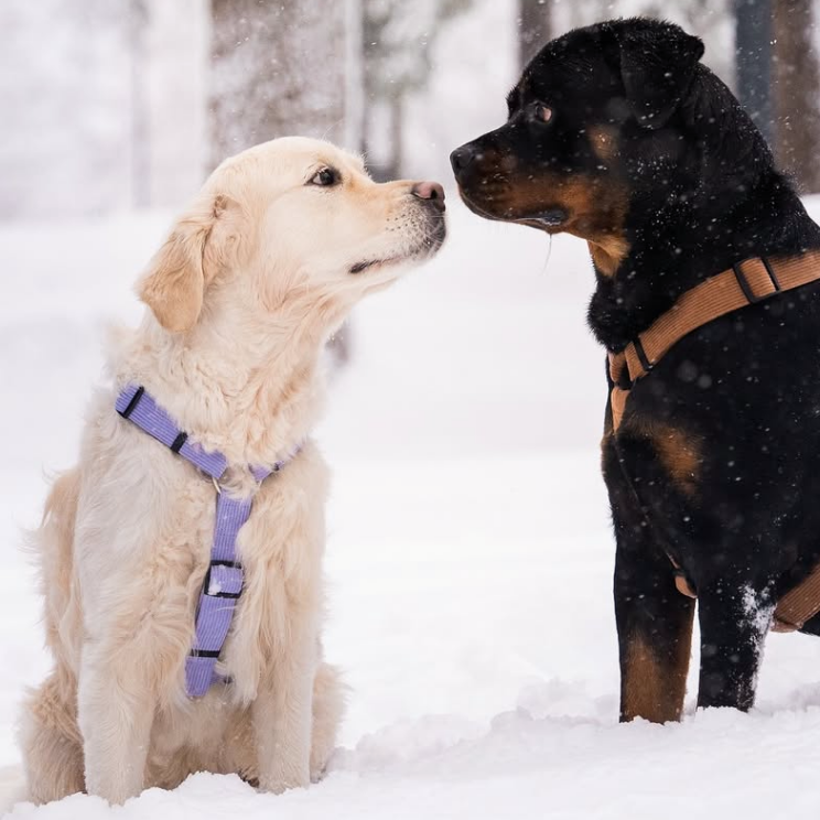 Tuotepaketti: Koiran hands-free ulkoilusetti (valjaat, arkihihna, FreePaws-adapteri s/m-koko) - liila