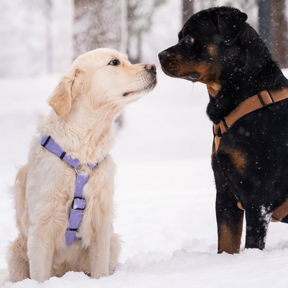Tuotepaketti: Koiran hands-free ulkoilusetti (valjaat, arkihihna, FreePaws-adapteri s/m-koko) - liila